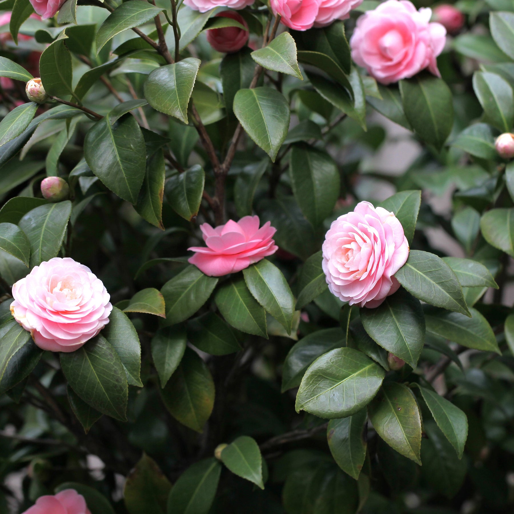 Arbustes - Pack 2 camélias du Japon à fleurs doubles roses - Camelia japonica