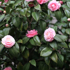 Arbustes - Pack 2 camélias du Japon à fleurs doubles roses - Camelia japonica