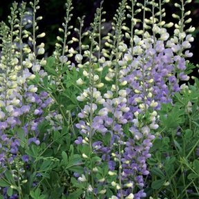 Echinacea greentwister , eryngium planum, baptisia, trachelium caeru - Collection de 10 plantes vivaces contemporaines et méllifères - Collections de vivaces
