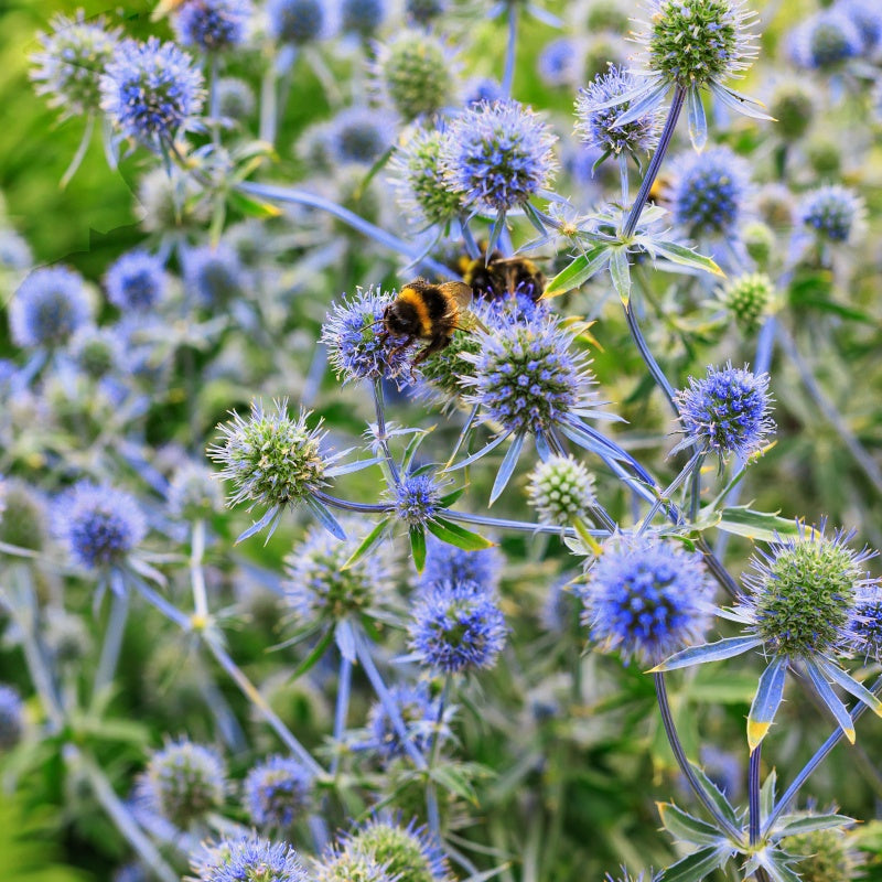 Vente Collection de 10 plantes vivaces contemporaines et méllifères - Echinacea greentwister , eryngium planum, baptisia, trachelium caeru