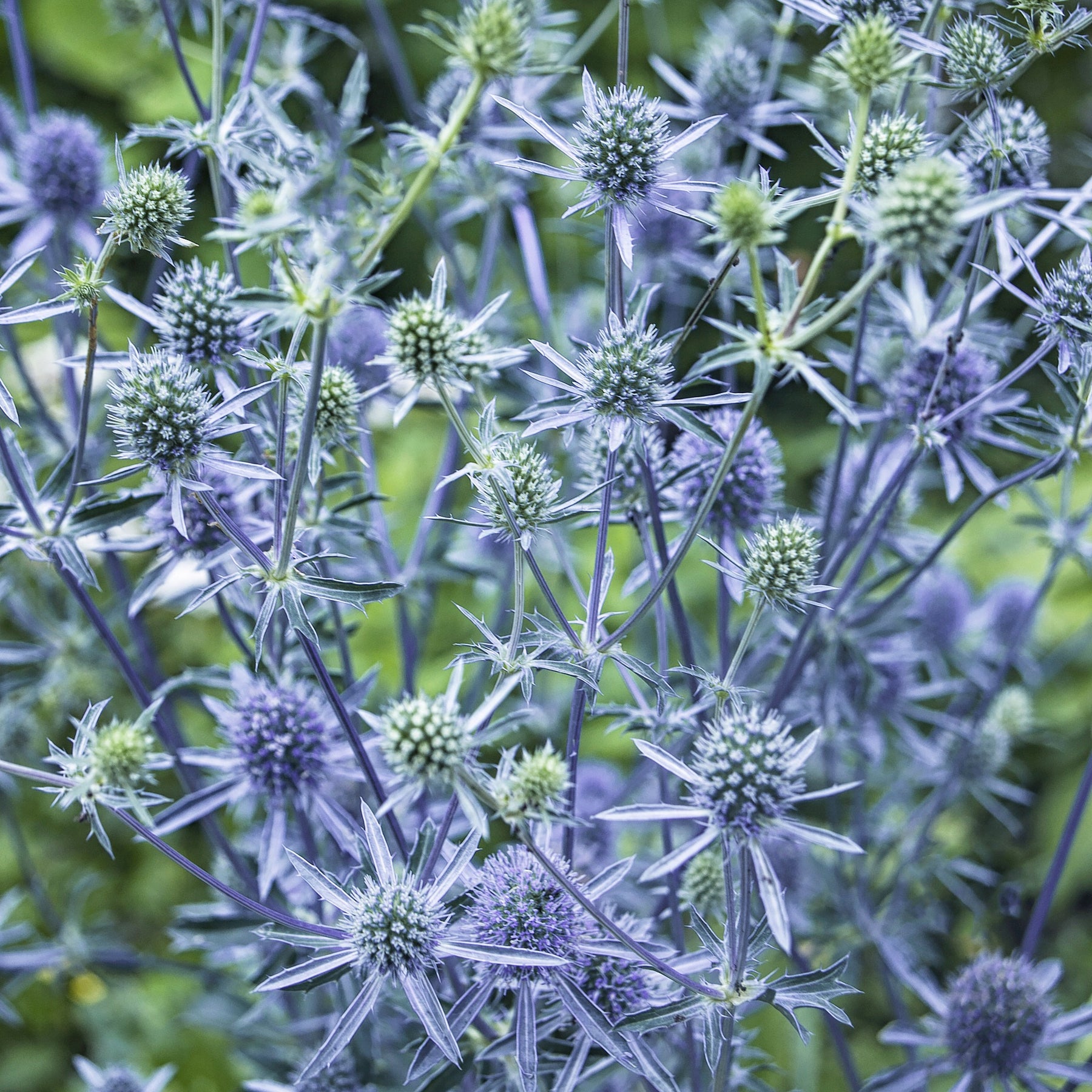 Vente Collection de 10 plantes vivaces contemporaines et méllifères