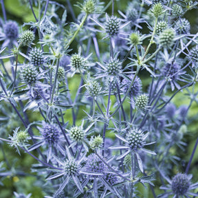 Vente Collection de 10 plantes vivaces contemporaines et méllifères