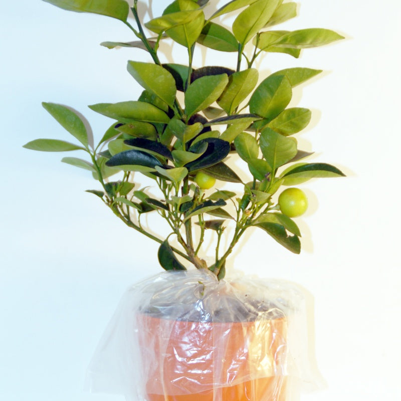 Vente Collection de 3 mini-fruitiers pour terrasses méditerranéennes - Mini fruitier