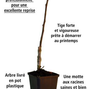 Vente Mini fruitier - Collection de 3 mini-fruitiers pour terrasses méditerranéennes