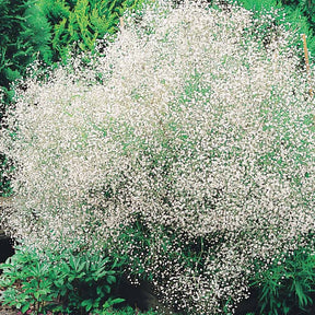 Collection de 12 plantes vivaces hautes pour bordures et bouquets - Alchemilla mollis, solidago luteus, asclepia incarnata, gypsophila - Willemse