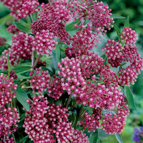 Alchemilla mollis, solidago luteus, asclepia incarnata, gypsophila - Collection de 12 plantes vivaces hautes pour bordures et bouquets - Collections de vivaces