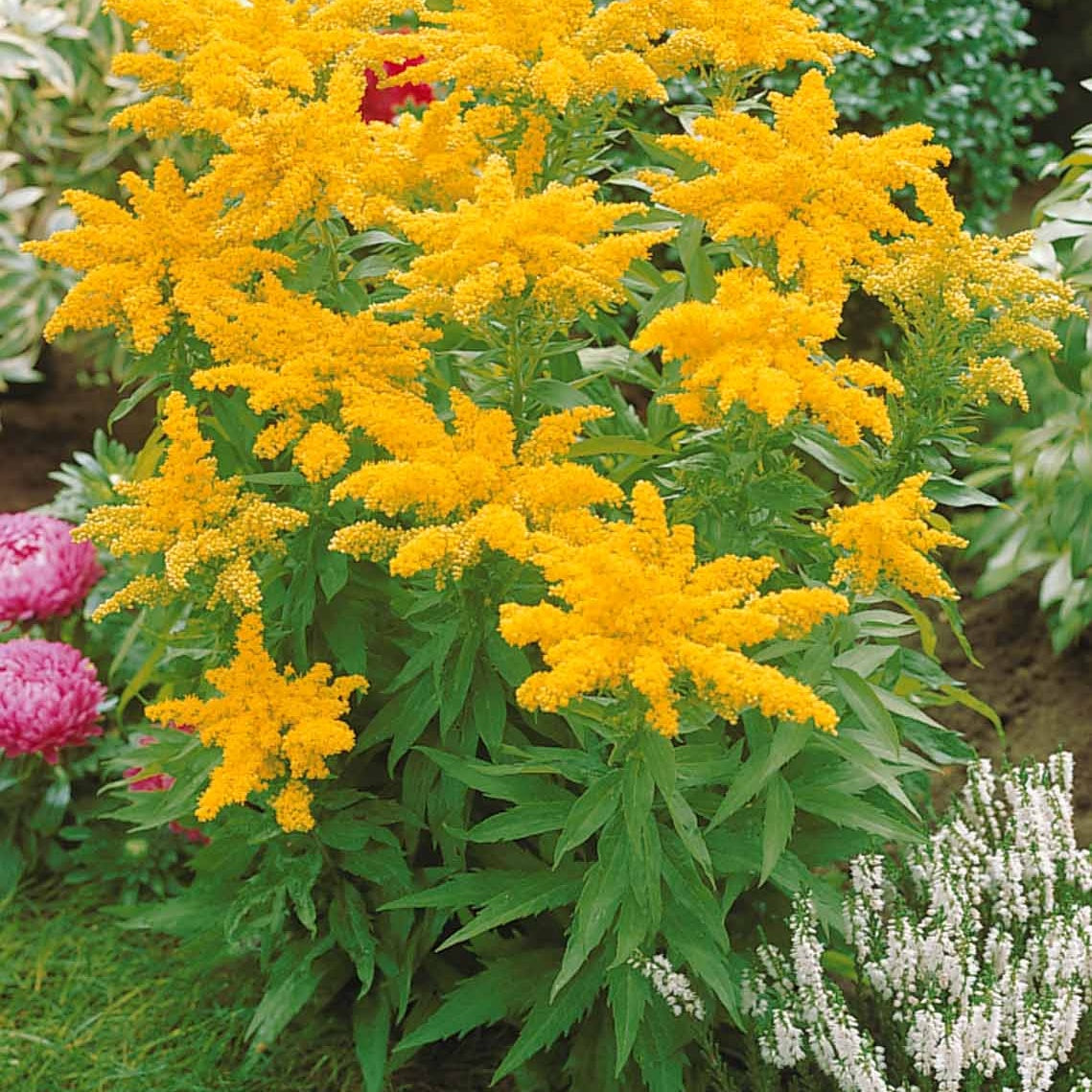 Vente Collection de 12 plantes vivaces hautes pour bordures et bouquets - Alchemilla mollis, solidago luteus, asclepia incarnata, gypsophila