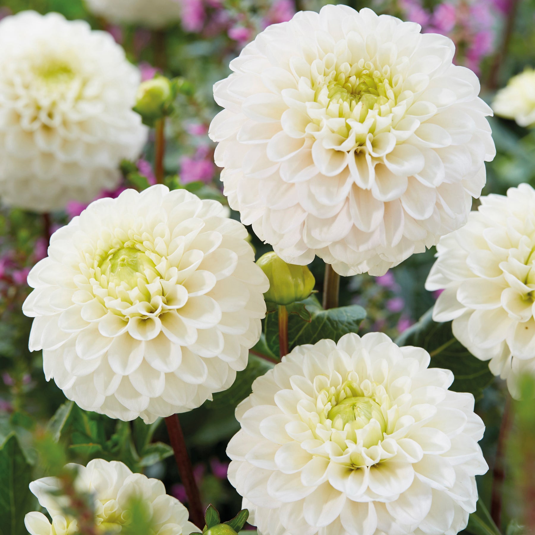 3 Dahlias Kona - Willemse