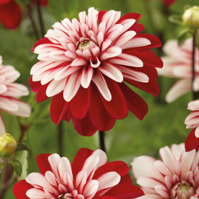 3 Dahlias Pacific Time - Willemse