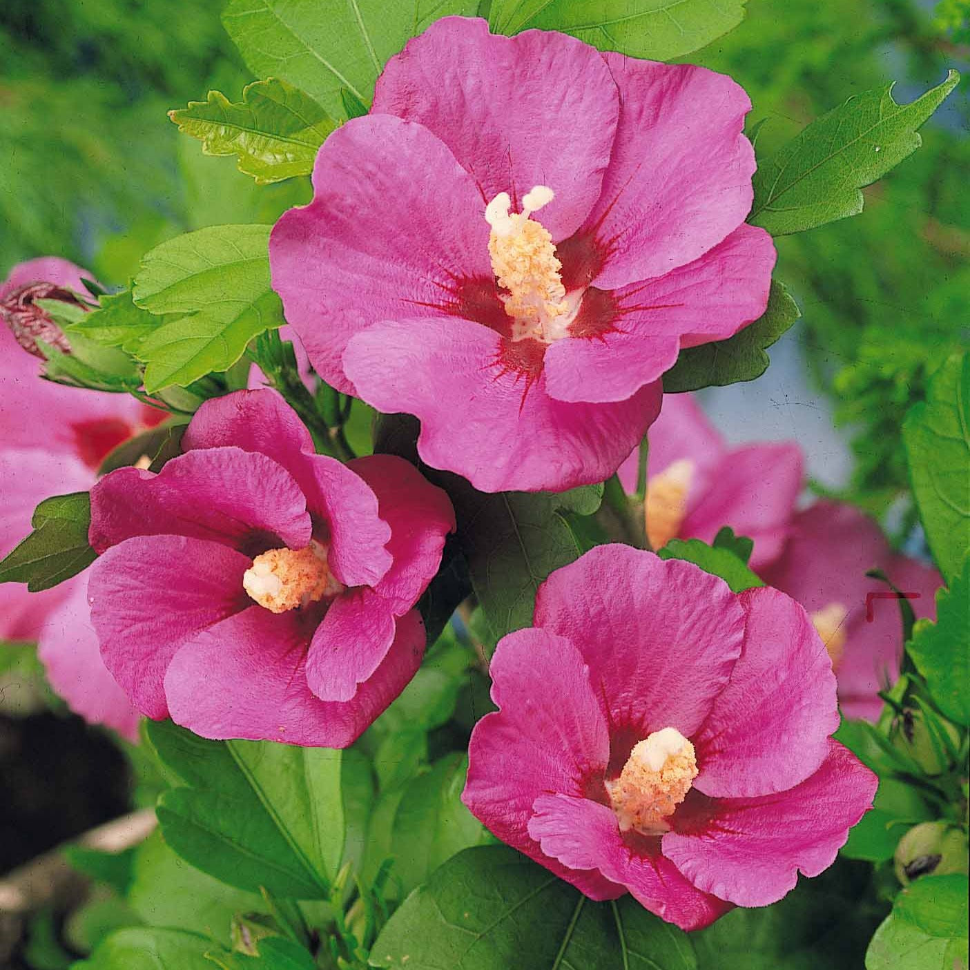 Hibiscus de jardin sur tige - Hibiscus syriacus - Willemse