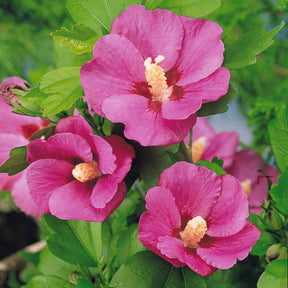Hibiscus de jardin sur tige - Hibiscus syriacus - Willemse
