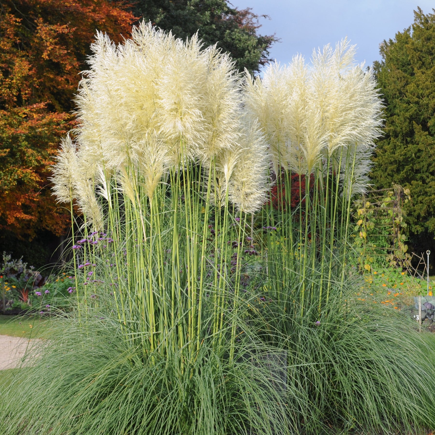 Herbe de la pampa blanche - Willemse