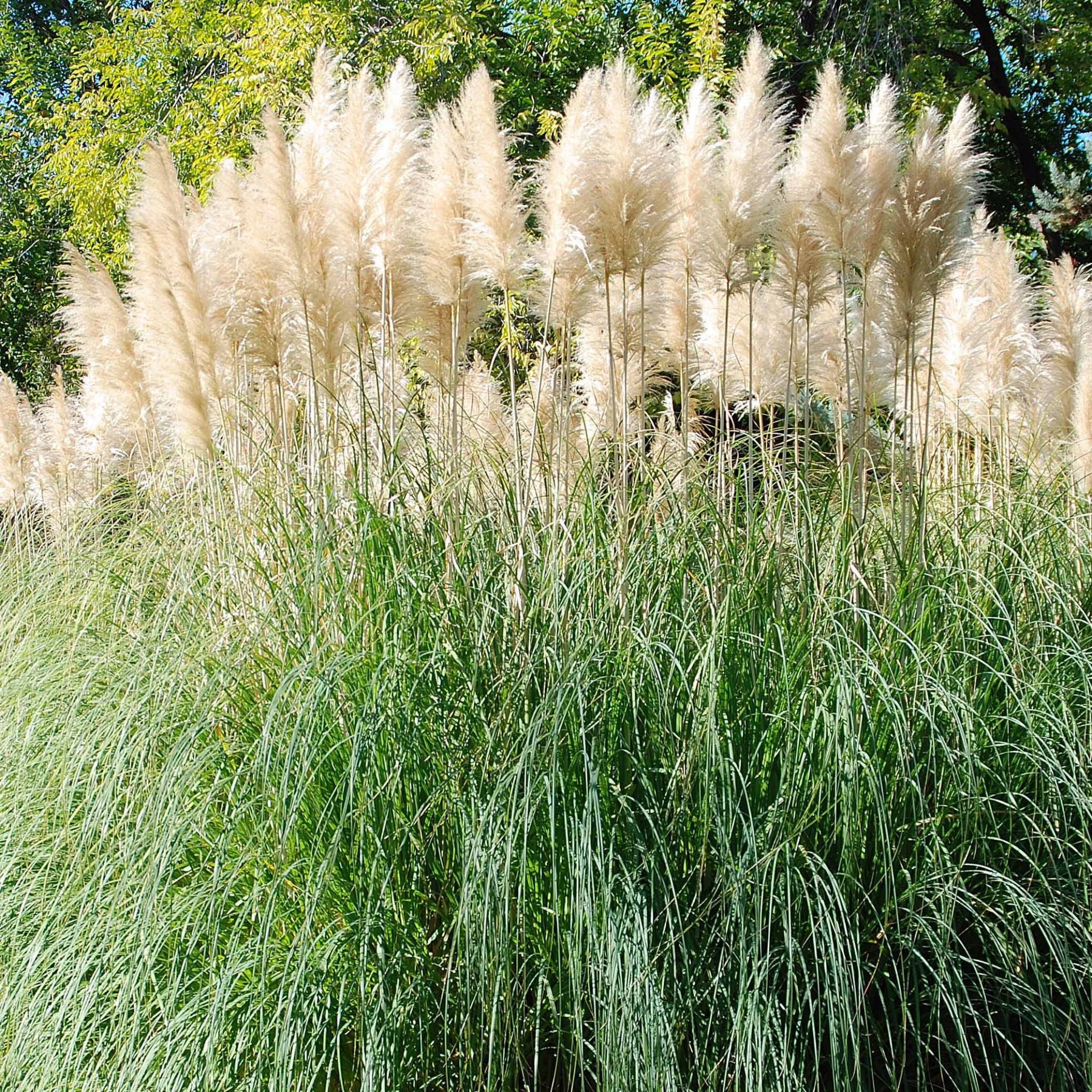 Cortaderia selloana monstruosa - Herbe de la pampa blanche - Herbe de la Pampa