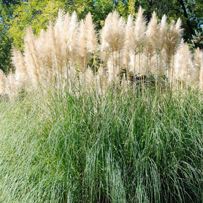 Cortaderia selloana monstruosa - Herbe de la pampa blanche - Herbe de la Pampa