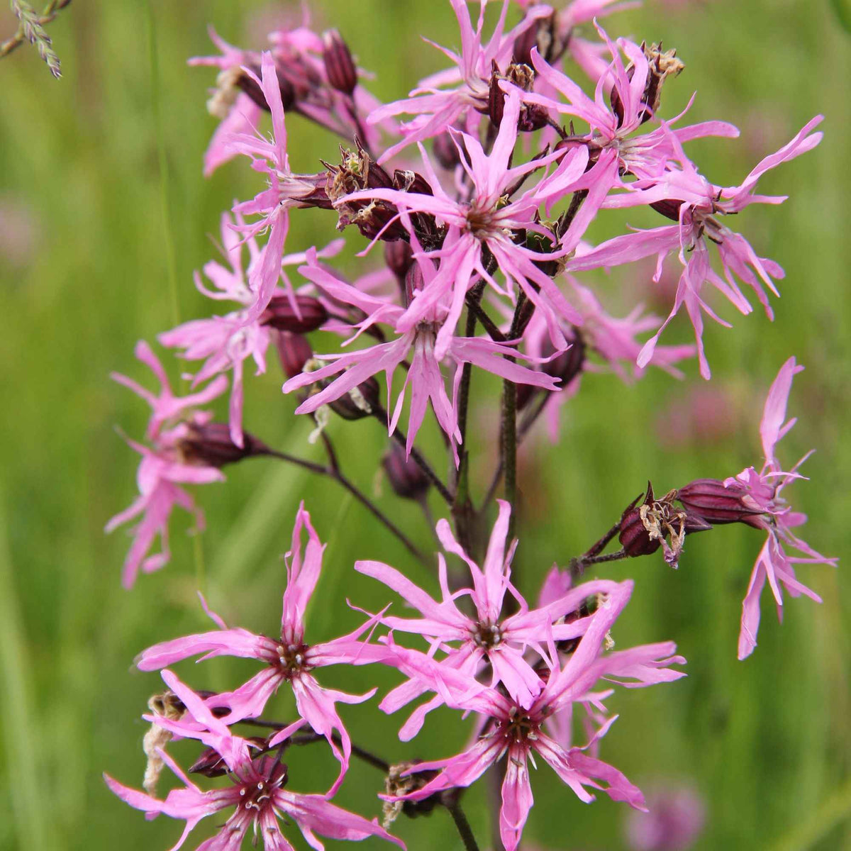 Lychnis fleur de coucou - Willemse
