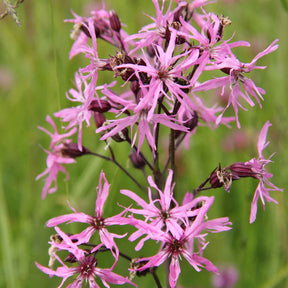 Lychnis fleur de coucou - Willemse
