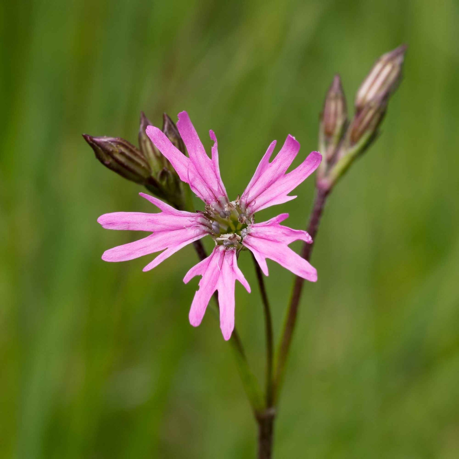 Lychnis flos-cuculi - Lychnis fleur de coucou - Lychnis - Coquelourdes