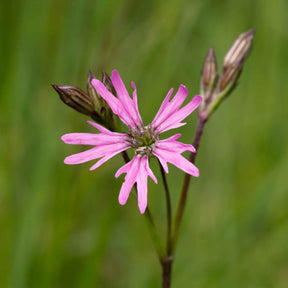 Lychnis flos-cuculi - Lychnis fleur de coucou - Lychnis - Coquelourdes