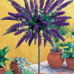 Arbre aux papillons Empire Blue sur tige - Willemse