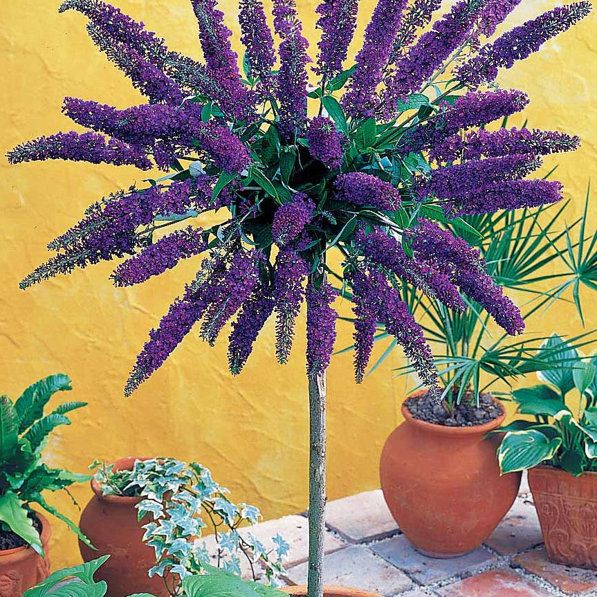 Arbre aux papillons Empire Blue sur tige - Willemse