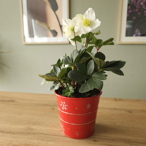 Plantes fleuries - Héllébore de Noel et son pot de Noël - Helleborus niger Christmas Carol