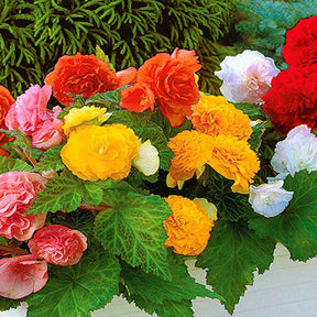 Bégonia - 6 Bégonias multiflora Non Stop en mélange - Begonia multiflora non stop