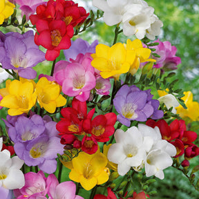 25 Freesias à fleurs simples en mélange - Freesia - Willemse