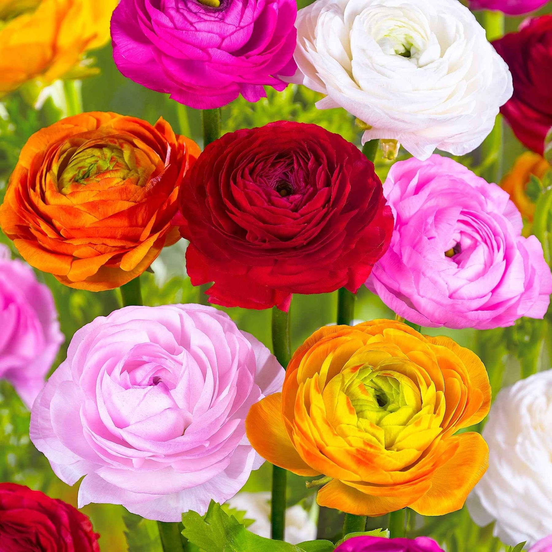 Ranunculus asiaticus - Renoncules en mélange - Renoncule