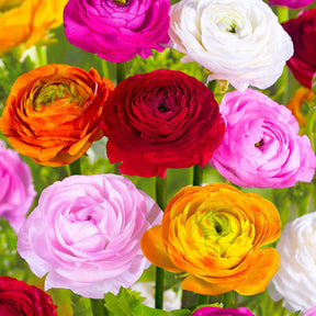 Ranunculus asiaticus - Renoncules en mélange - Renoncule