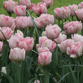 10 Tulipes à fleur de pivoine Foxtrot - Tulipa foxtrot - Willemse