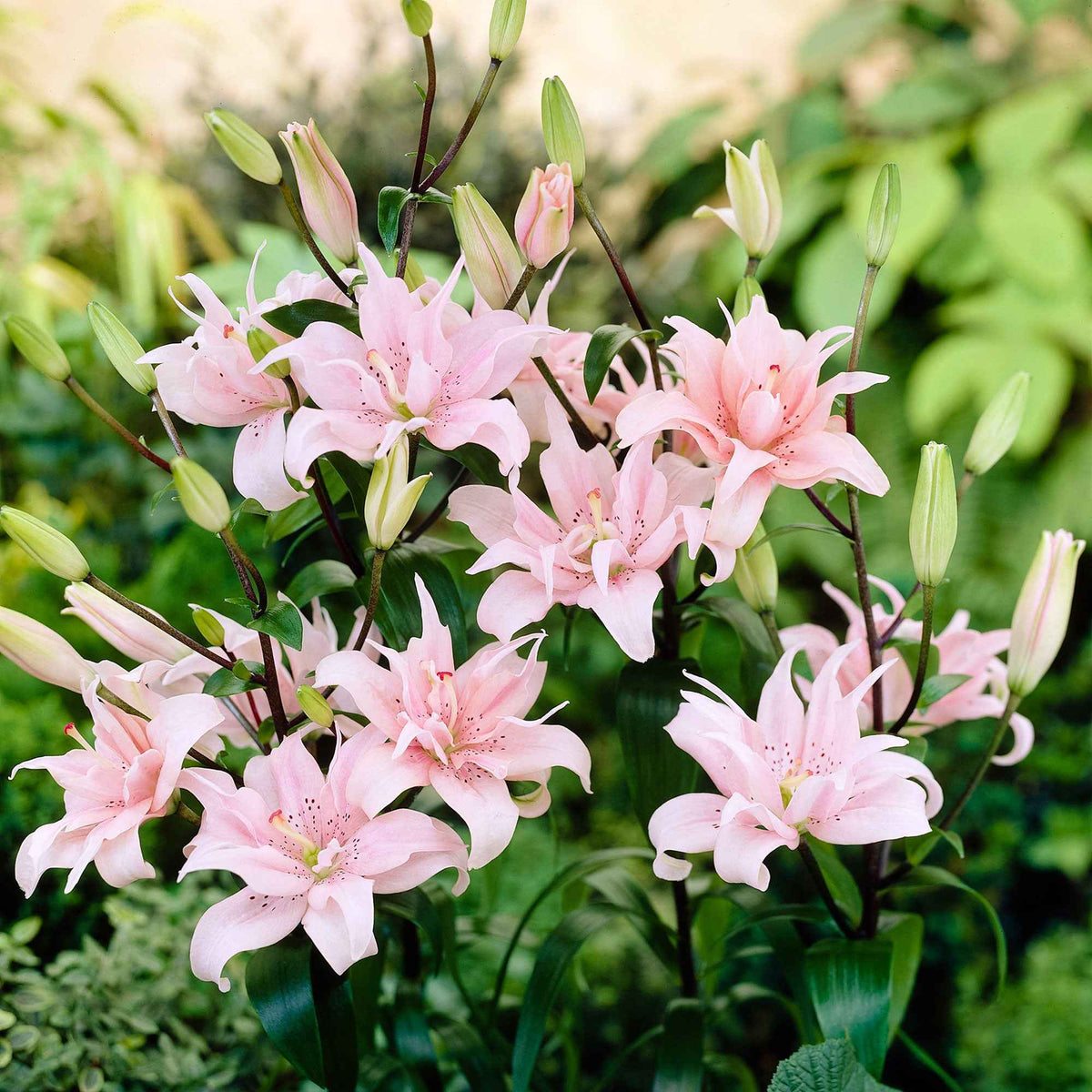 3 Lis asiatique à fleurs doubles Elodie - Lilium elodie - Willemse
