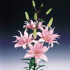 Lilium elodie - 3 Lis asiatique à fleurs doubles Elodie - Lis - Lys
