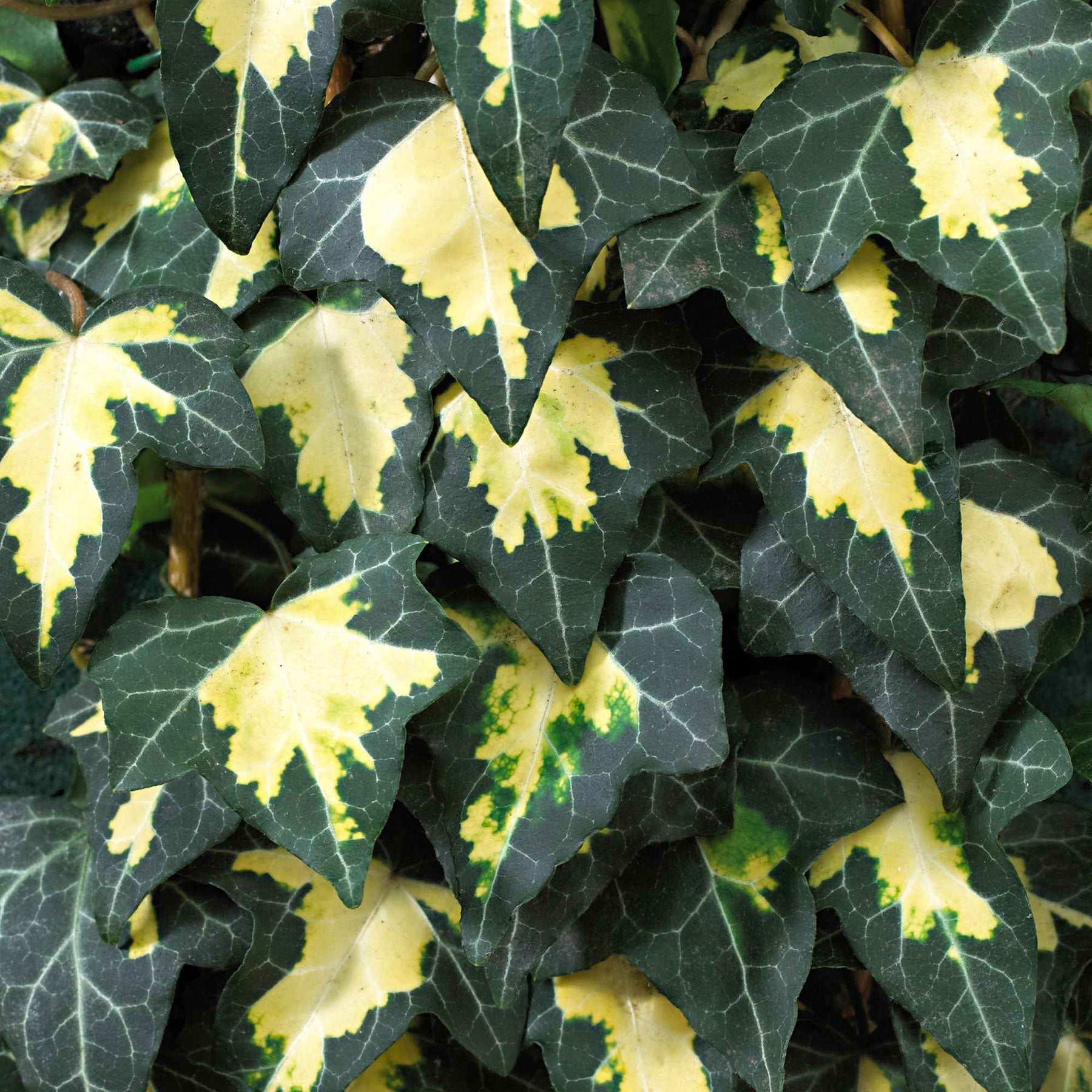 Hedera helix Goldheart - Lierre commun Goldheart - Lierres