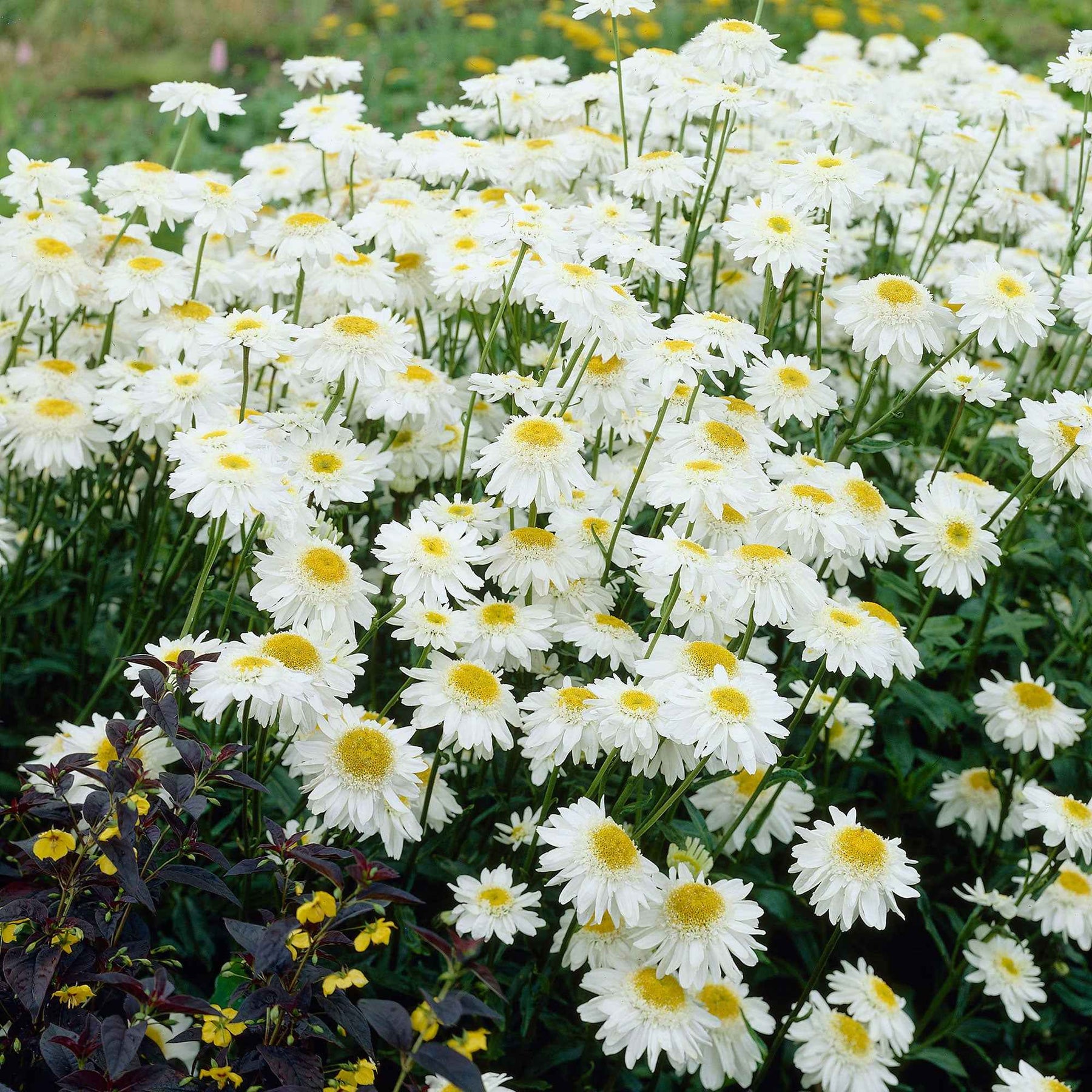 Marguerite - Marguerite d'été Wirral Supreme - Leucanthemum superbum Wirral Supreme