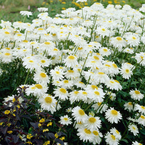 Marguerite - Marguerite d'été Wirral Supreme - Leucanthemum superbum Wirral Supreme