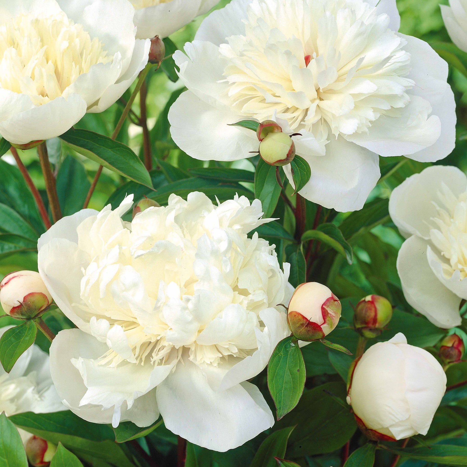 Paeonia lactiflora x Sorbet, Immaculée, Red Charm - Mélange de 3 pivoines : Immaculée, Sorbet, Red Charm - Pivoines