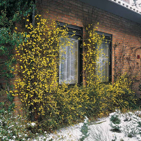 Vente Jasmin d'hiver
