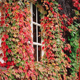Vigne vierge - Willemse