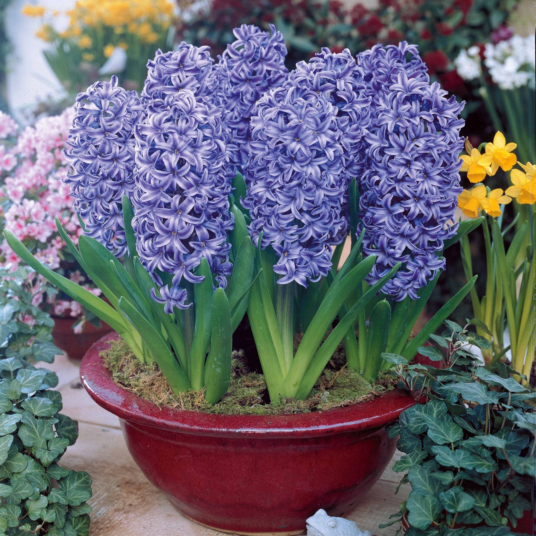 Hyacinthus orientalis - Collection de 12 Jacinthes (3 roses + 3 bleues + 3 rouges + 3 blanches) - Jacinthe