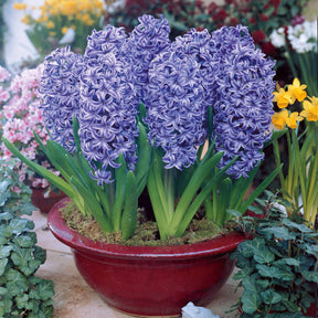 Hyacinthus orientalis - Collection de 12 Jacinthes (3 roses + 3 bleues + 3 rouges + 3 blanches) - Jacinthe