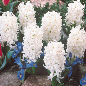 Jacinthe - Collection de 12 Jacinthes (3 roses + 3 bleues + 3 rouges + 3 blanches) - Hyacinthus orientalis