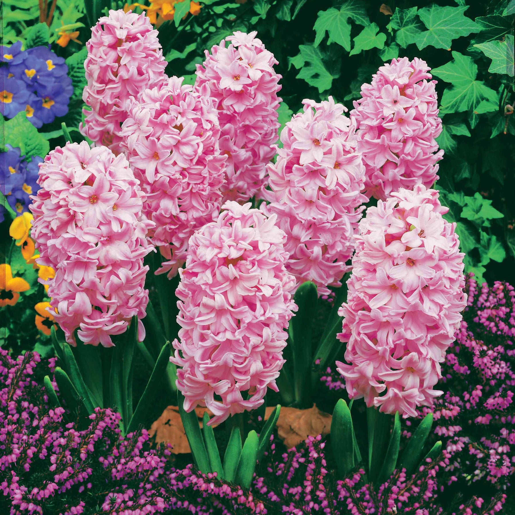 Vente Collection de 12 Jacinthes (3 roses + 3 bleues + 3 rouges + 3 blanches) - Hyacinthus orientalis