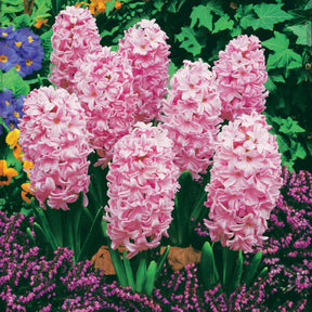 Vente Collection de 12 Jacinthes (3 roses + 3 bleues + 3 rouges + 3 blanches) - Hyacinthus orientalis
