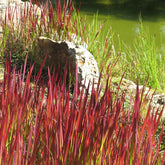 Imperatas Red Baron - Willemse