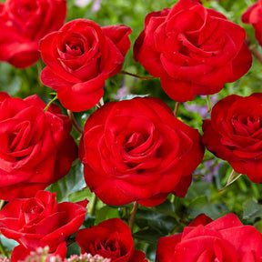 Rosa santana ® - Rosier grimpant Santana ® - Rosiers grimpants