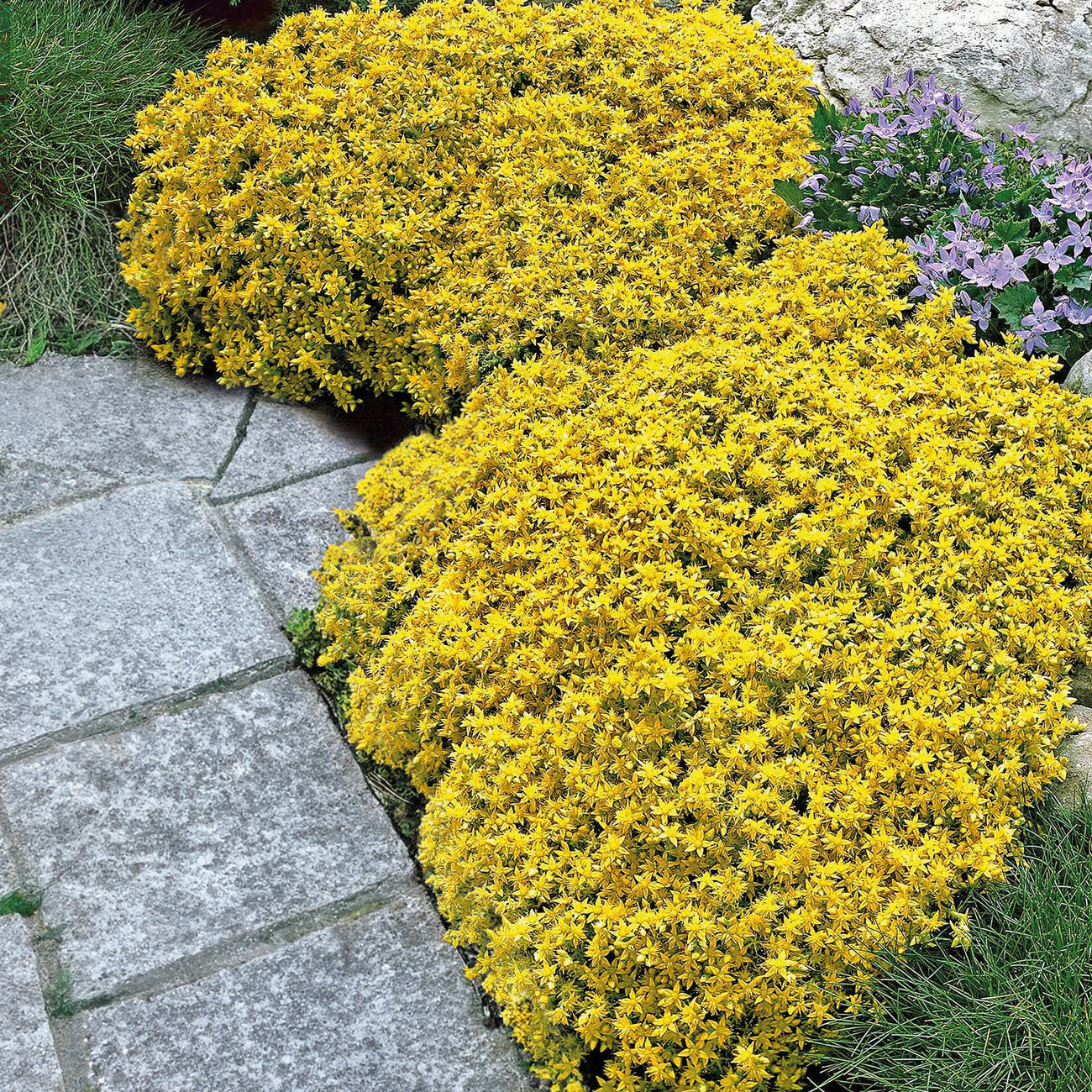 Sedum acre - 2 Sedum acre - Poivre des murailles - Sédums