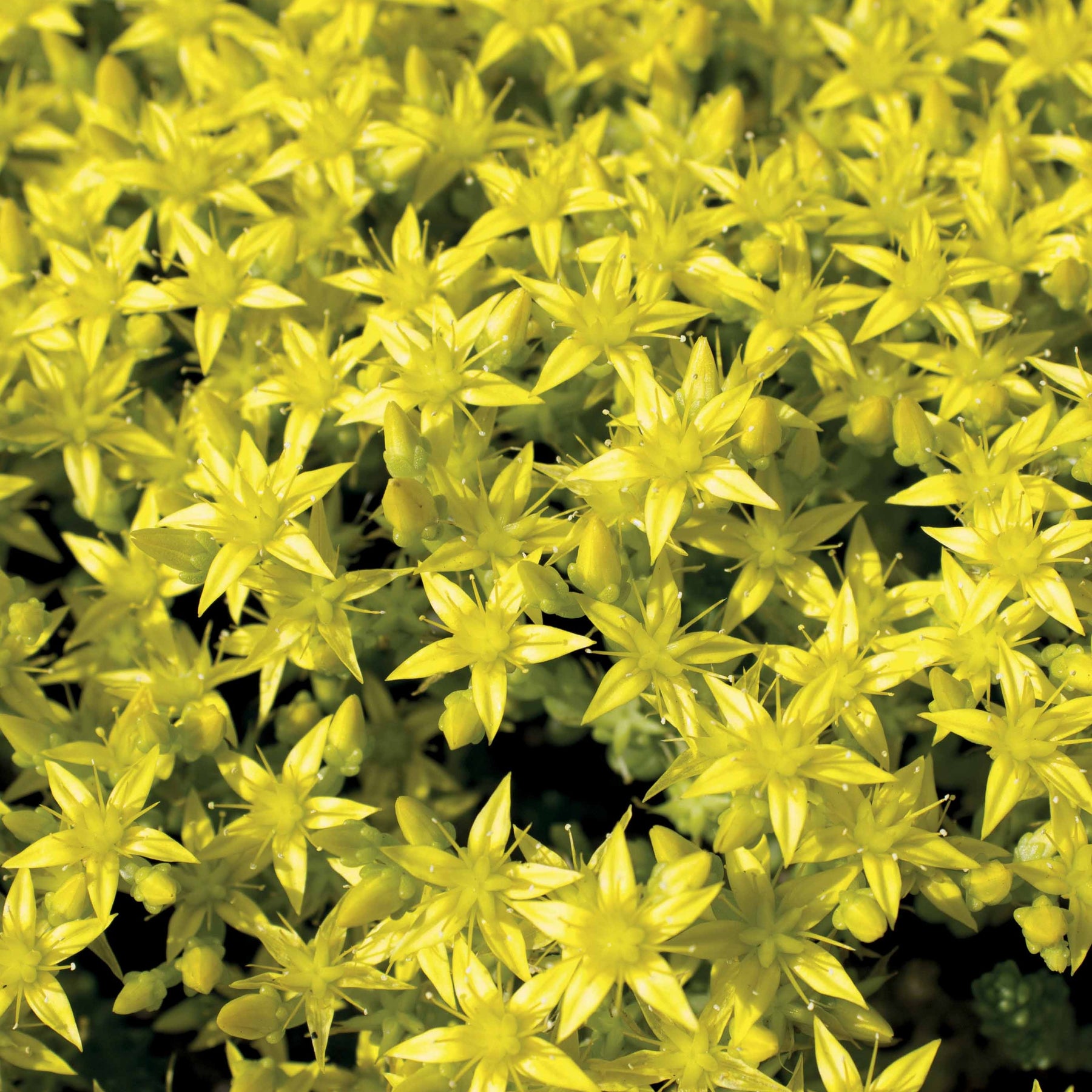 2 Sedum acre - Poivre des murailles - Sédums - Willemse
