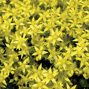 2 Sedum acre - Poivre des murailles - Sédums - Willemse