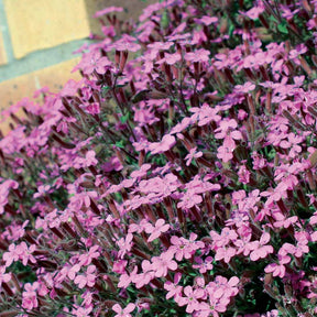Saponaria ocymoïdes - 5 Saponaires ocymoides - Saponaire