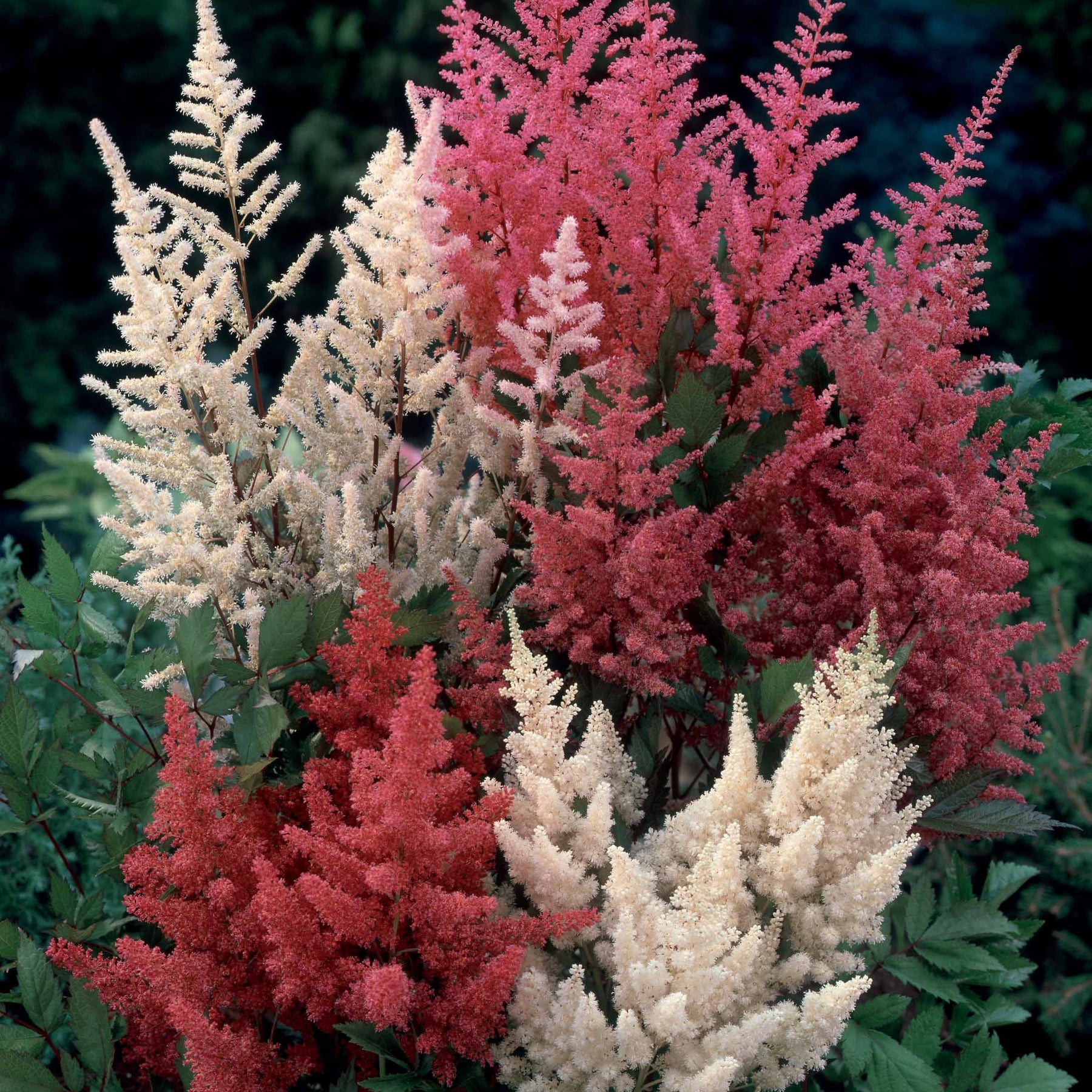 Astilbe - 4 Astilbes en mélange - Astilbe
